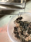 Poecilotheria regalis - Indian Ornamental